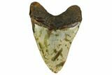 Fossil Megalodon Tooth - North Carolina #164823-2